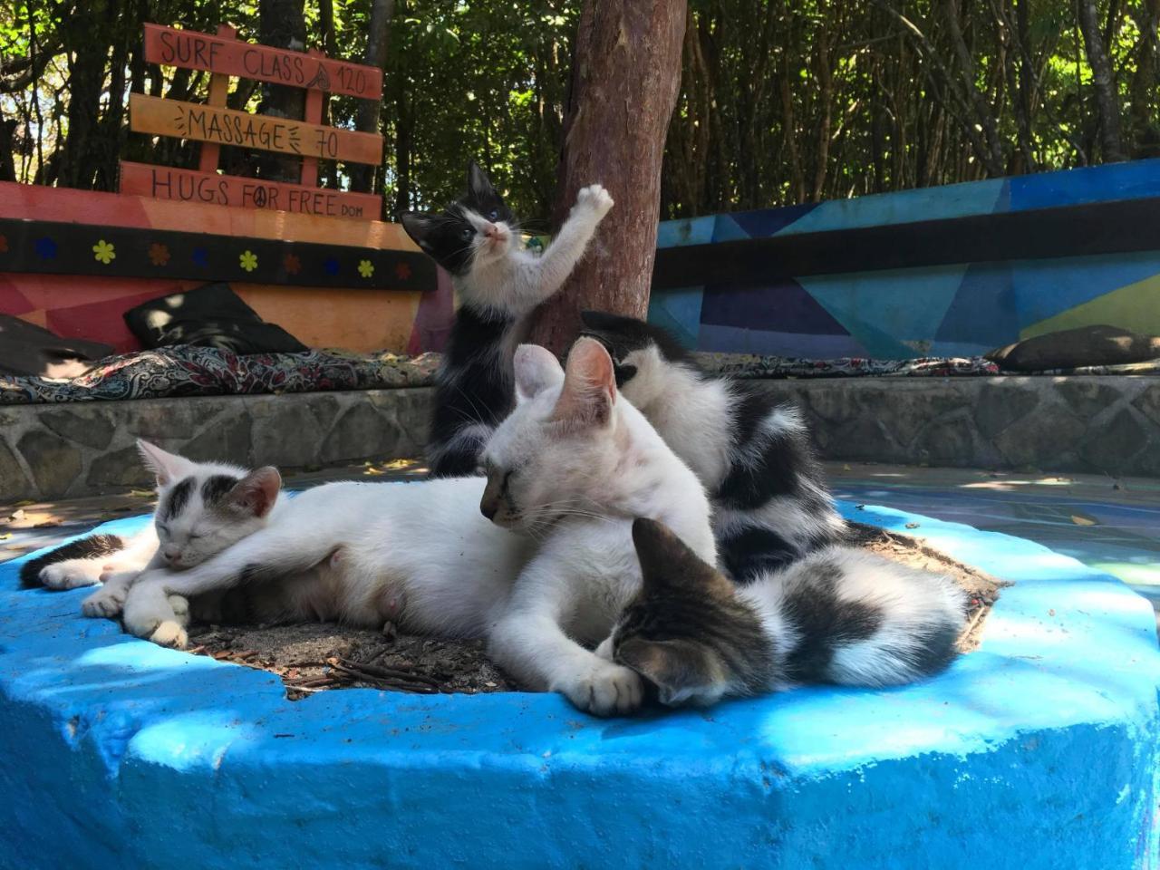Lagarto Na Banana Hostel Praia de Pipa Ngoại thất bức ảnh