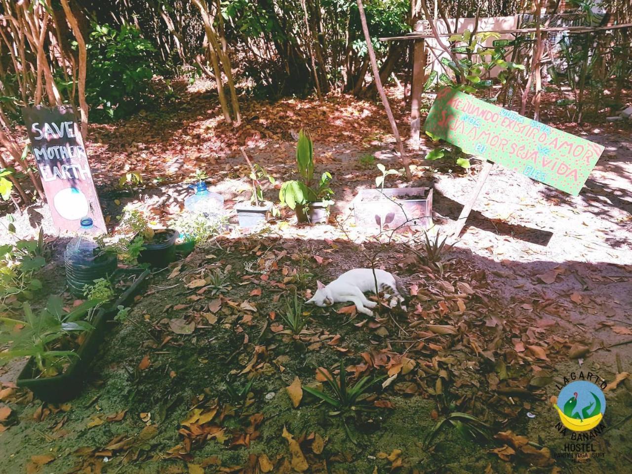 Lagarto Na Banana Hostel Praia de Pipa Ngoại thất bức ảnh